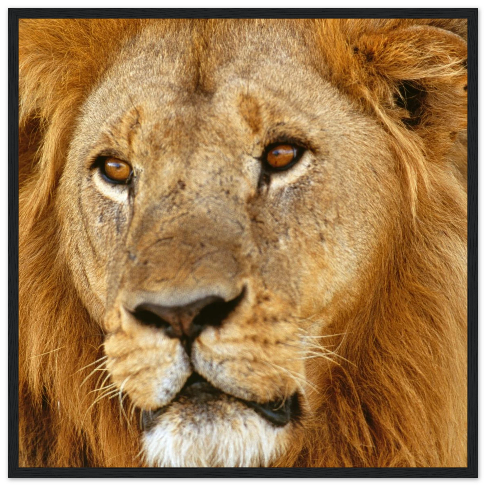 ad65aba6-6a55-4bf5-ae3f-6643442587ba