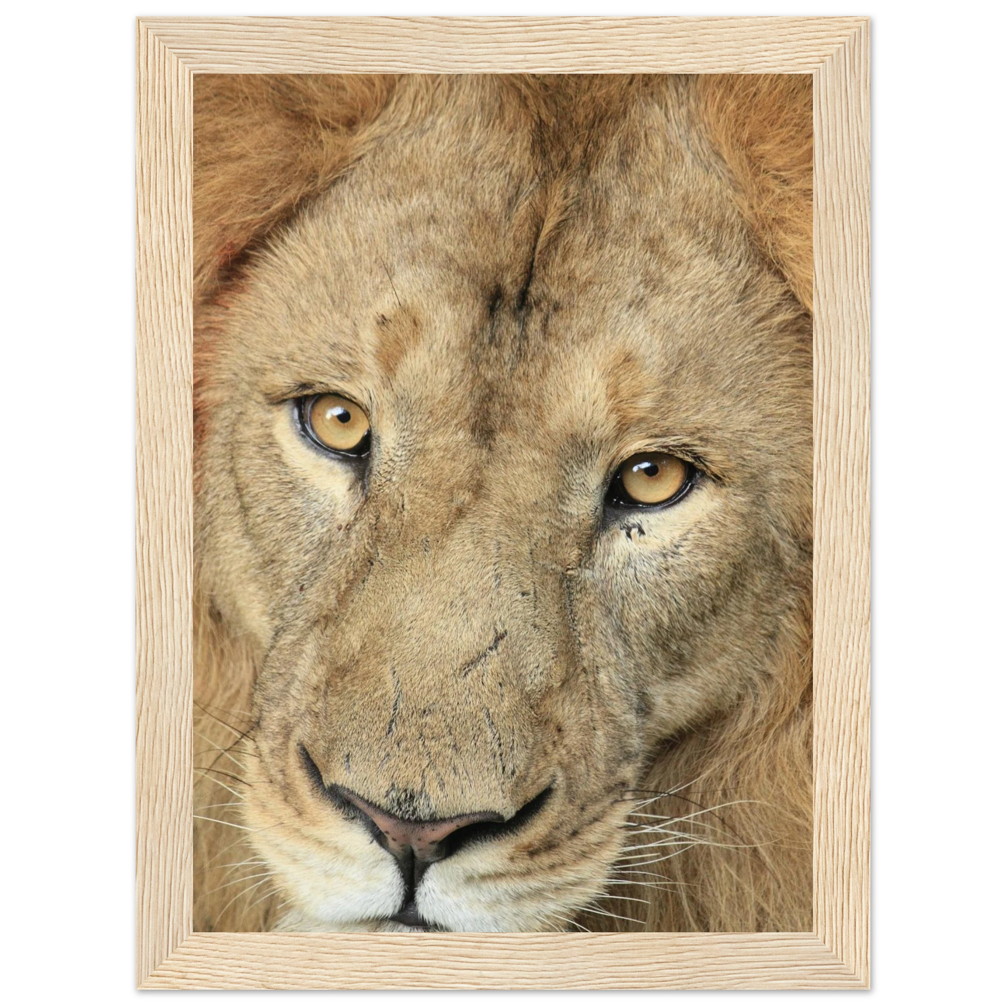 afb7fb35-9a01-4b21-b921-0c1a8a46908a