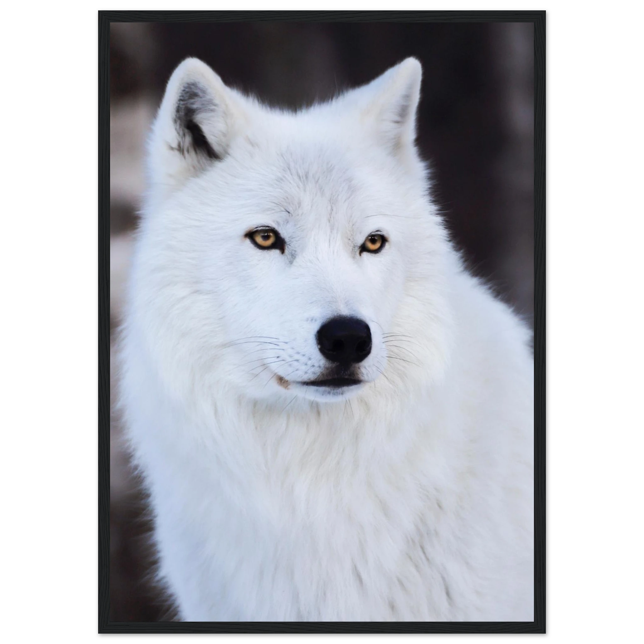 b07f41ca-1194-4561-ba18-b880f03036a8