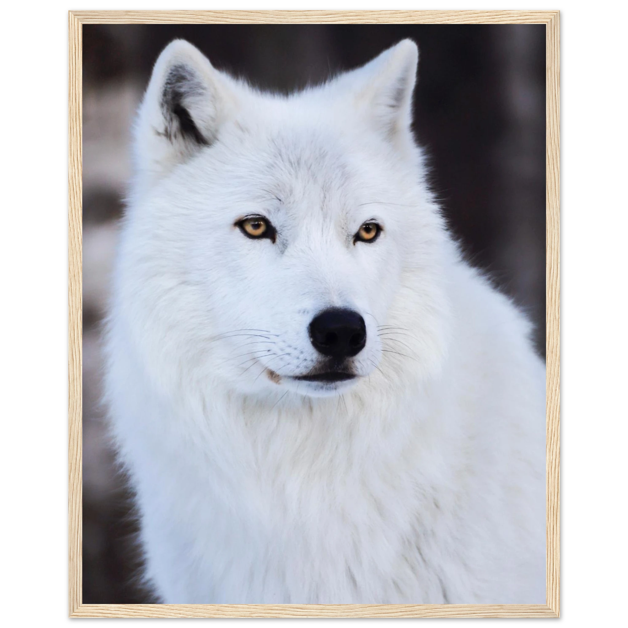 b1a749ac-0846-4513-a063-da46e629cadb