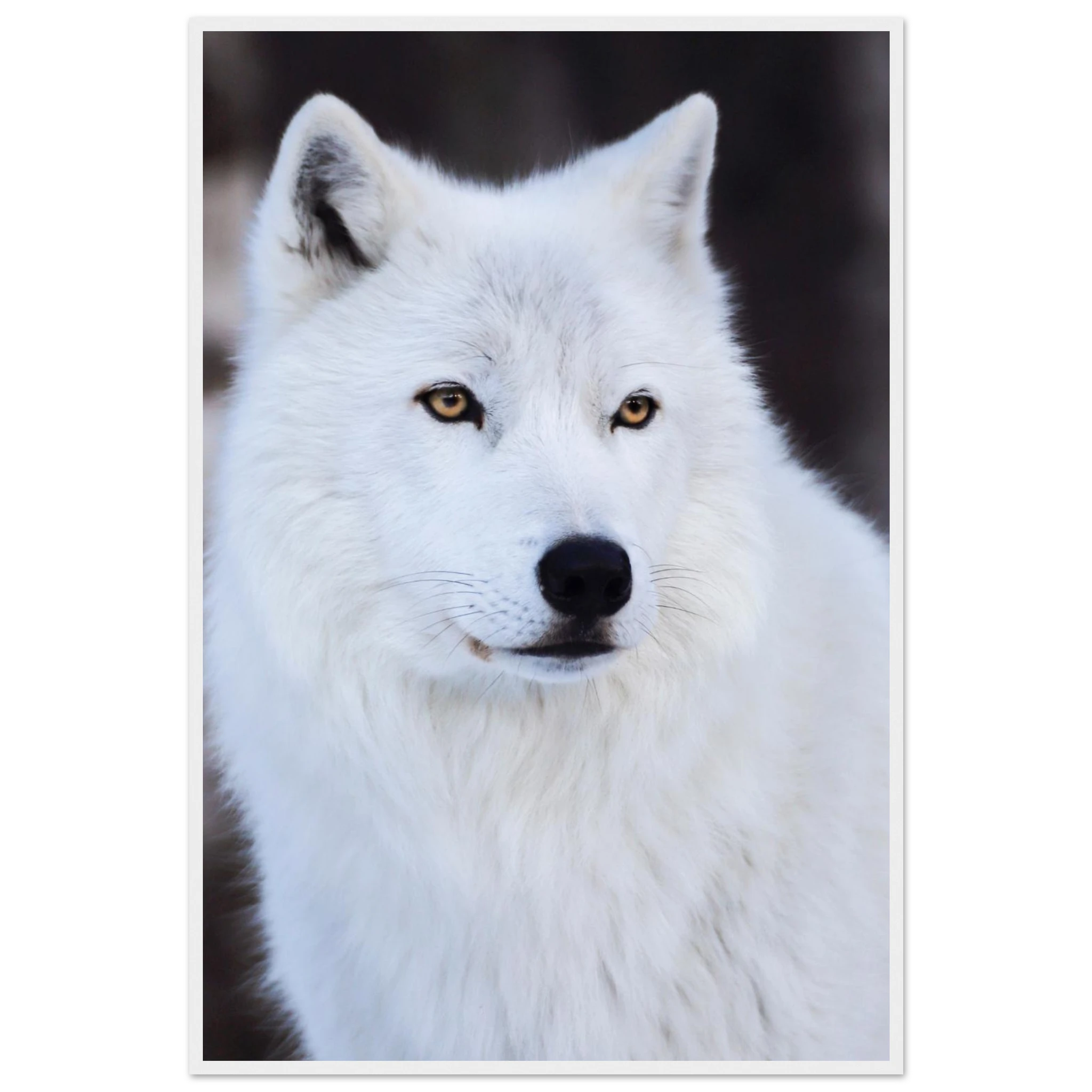 b3cf1fac-6bd3-44f1-b55a-d3ba42a854f6