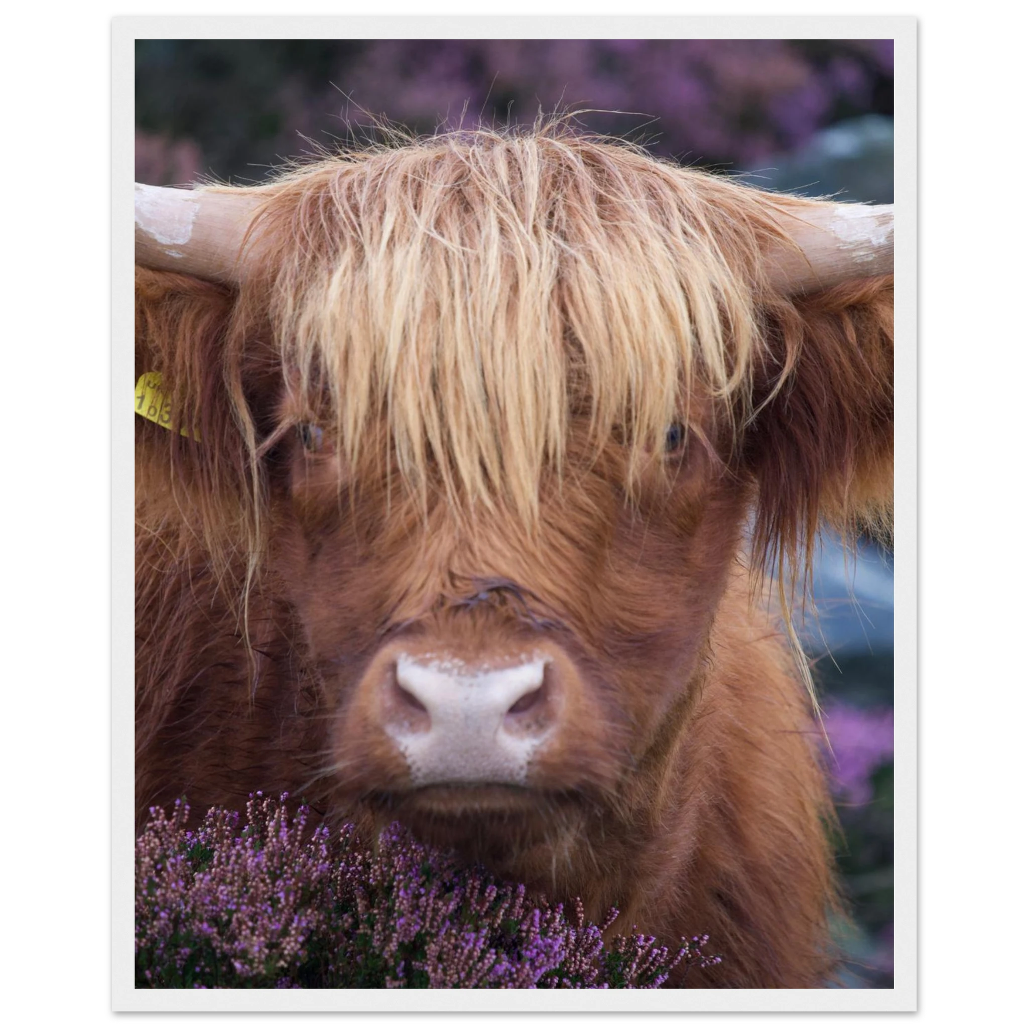 b5458c58-c0aa-4547-815a-29bf652241c2