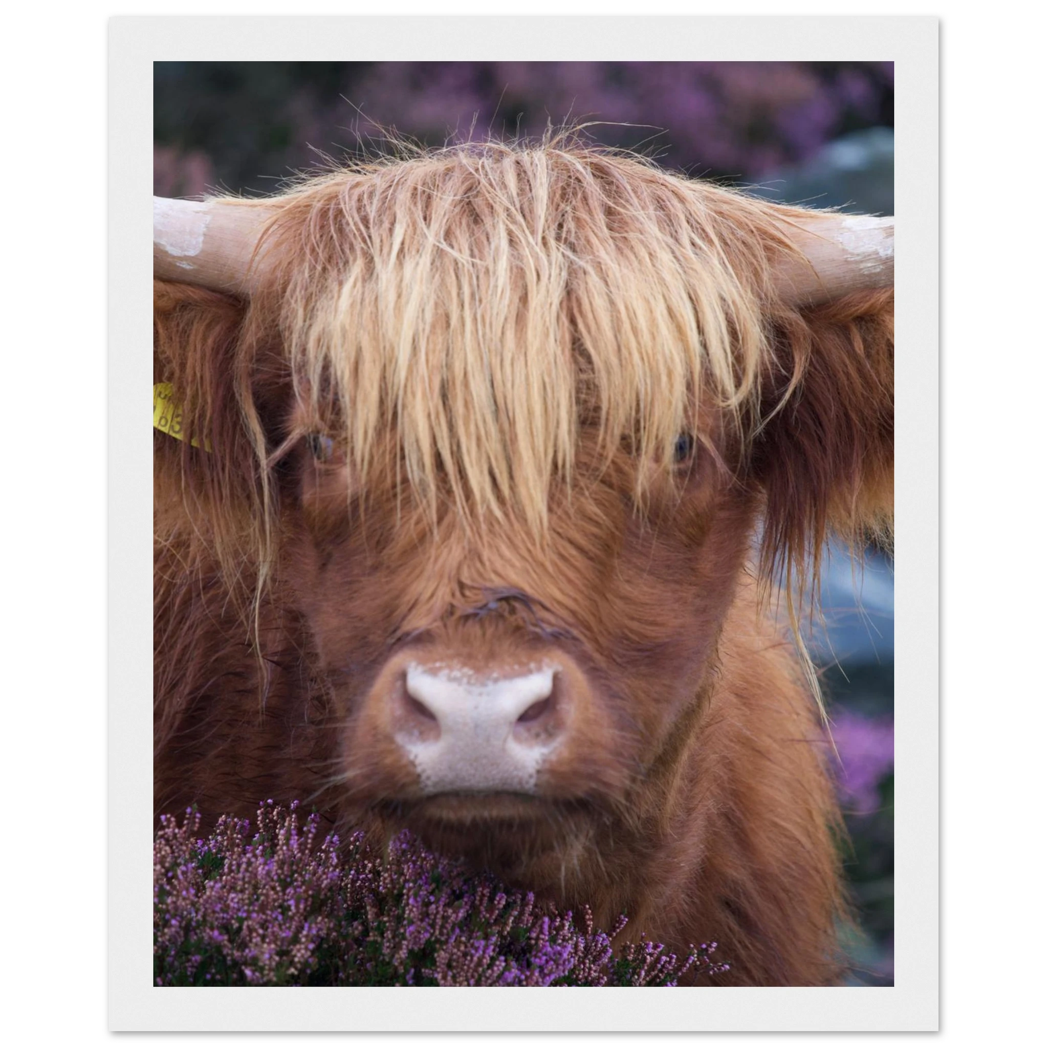 b747e183-74af-45f9-b295-192954a6b2b8