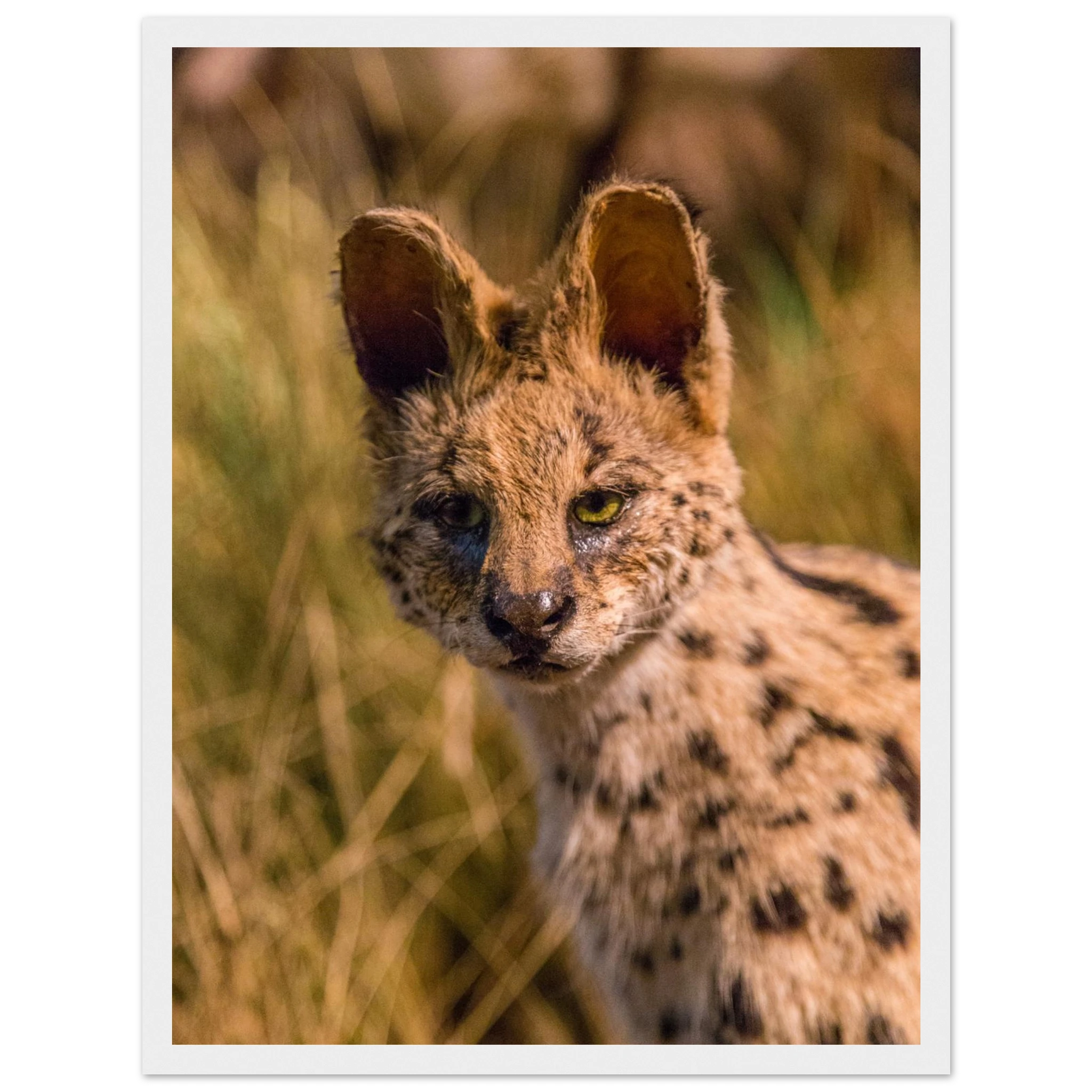 b77ea474-10de-4fd7-bc12-b952516ad20b