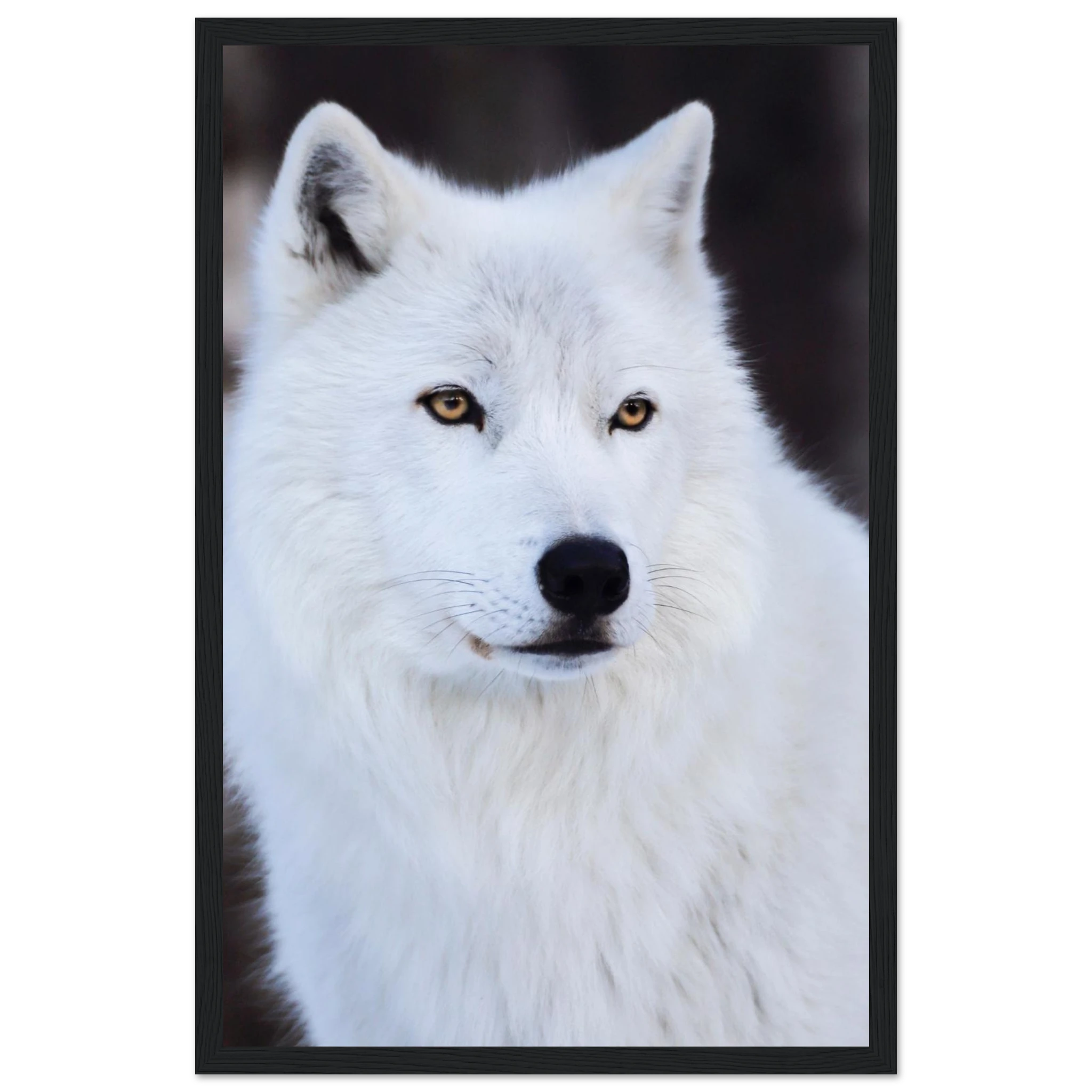 b859588b-3033-43ad-9c9d-f74593855099