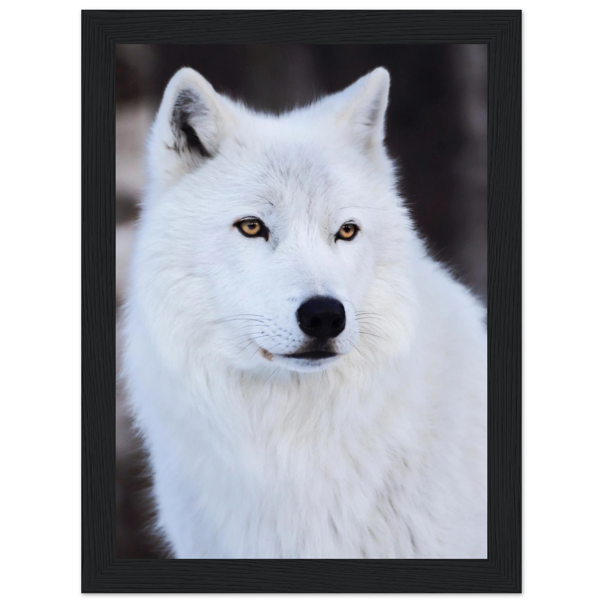 b8810322-e43b-47a5-8bc7-e572d15894fe