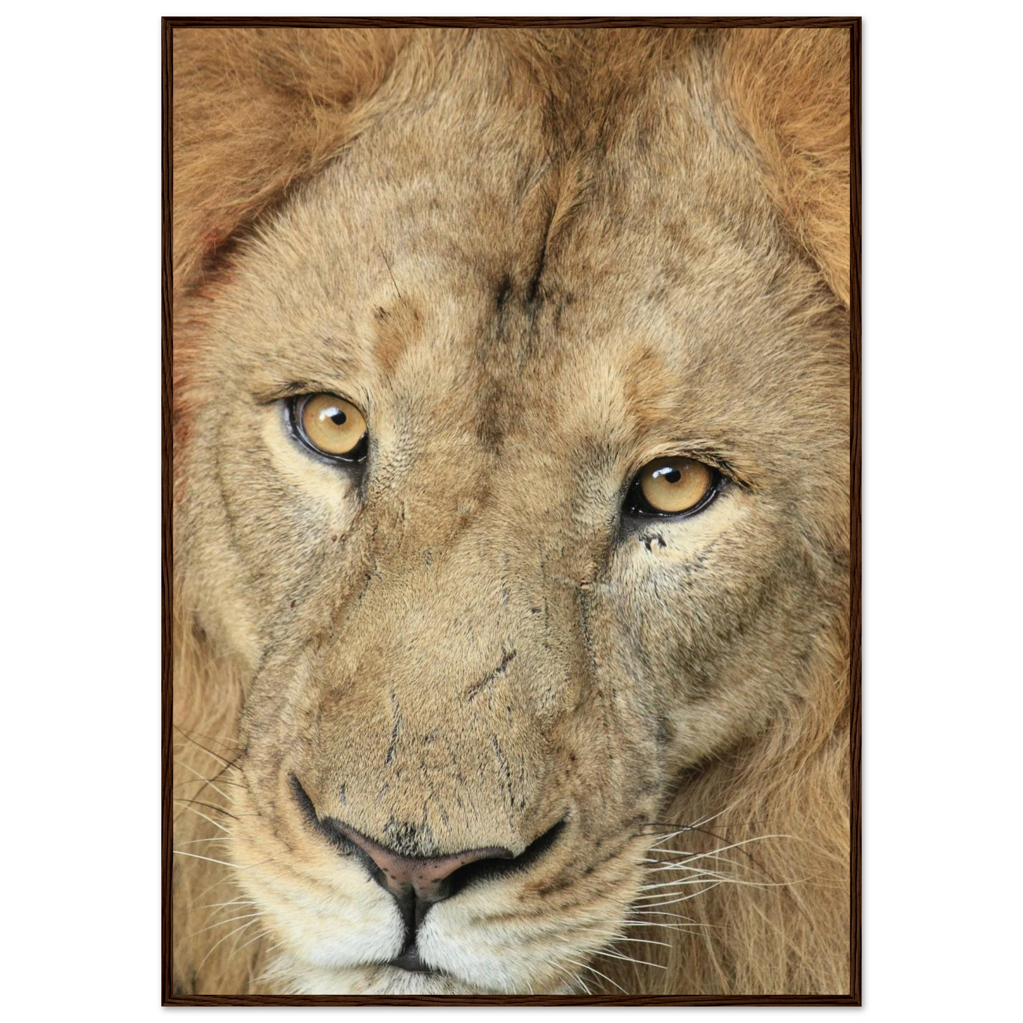 bc2c16ee-4d33-483b-acfc-c335efb5b5ba