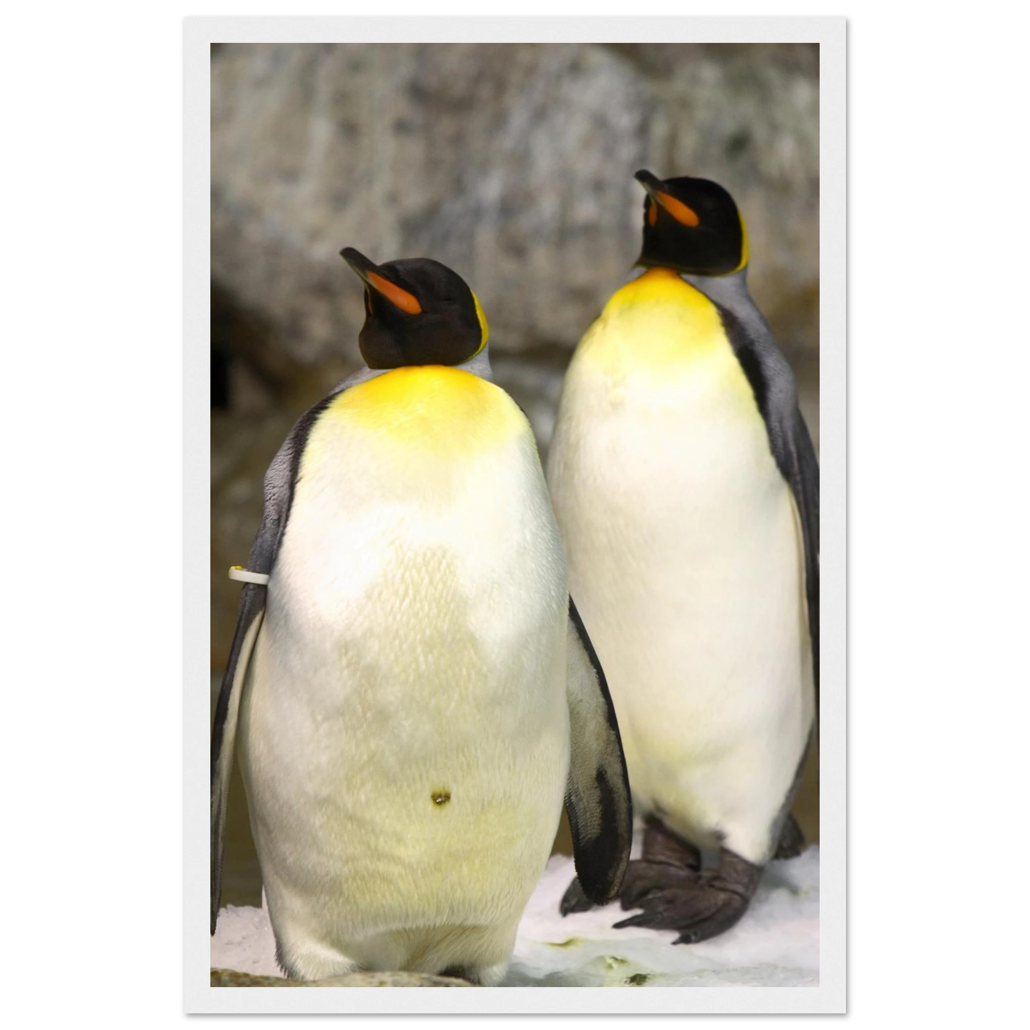 bcd0b531-0d55-44ec-b1ca-765cf85f65d7