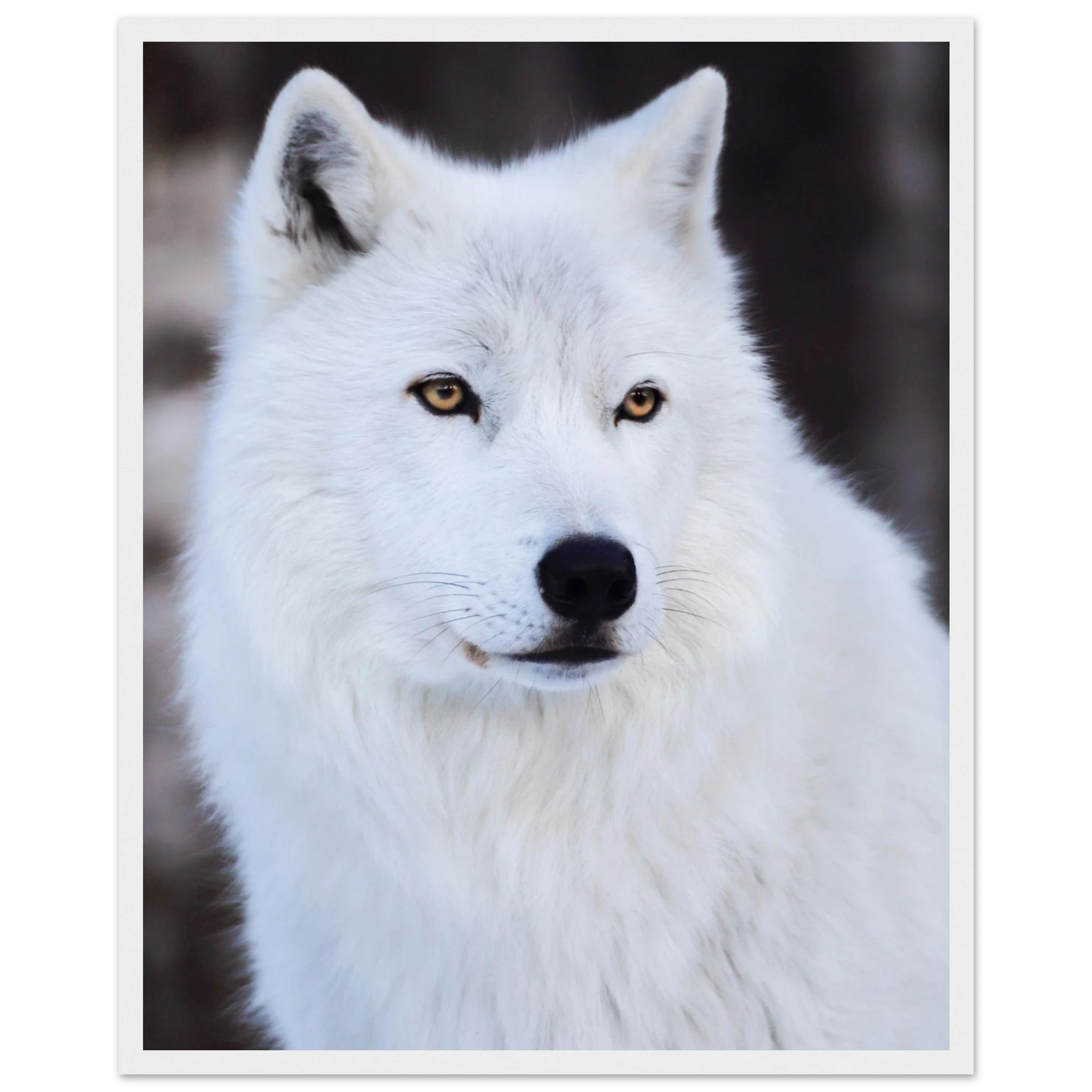 bd6a2aec-b1ab-4b99-81d9-19dc64537406