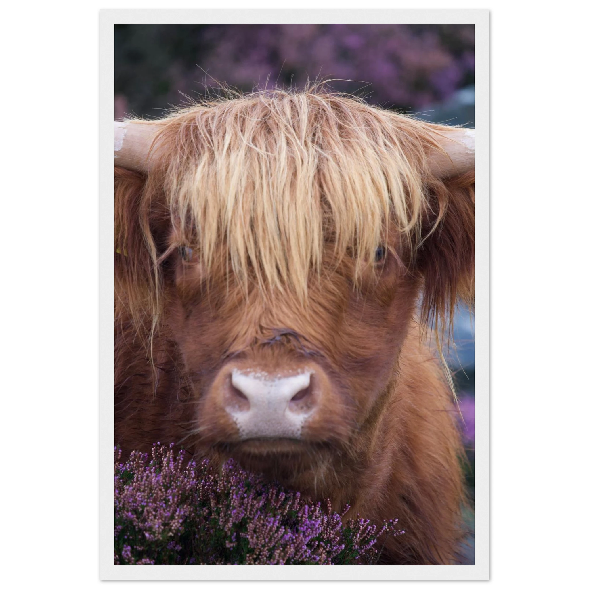 bf43a800-2e2a-457f-9ab7-2a622fe55d4f