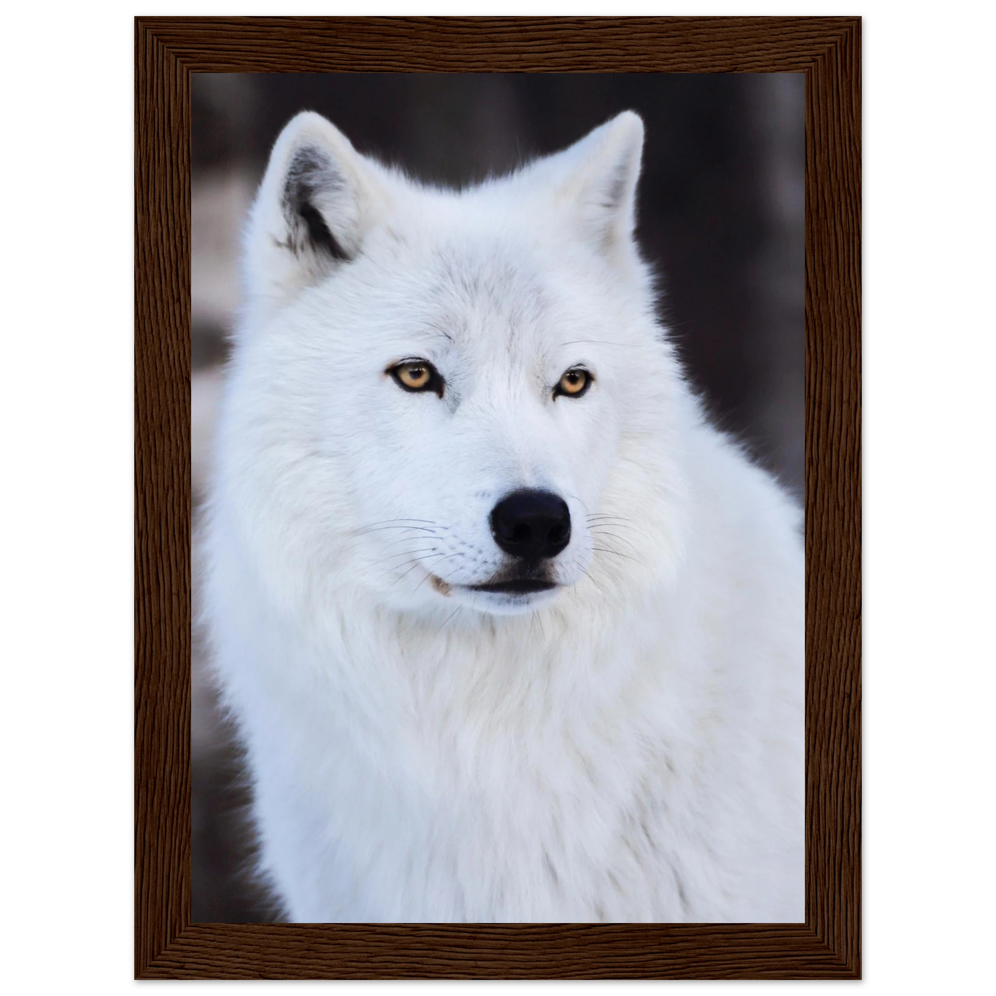 c05abc0c-7535-41eb-baae-a91e48df2e7c