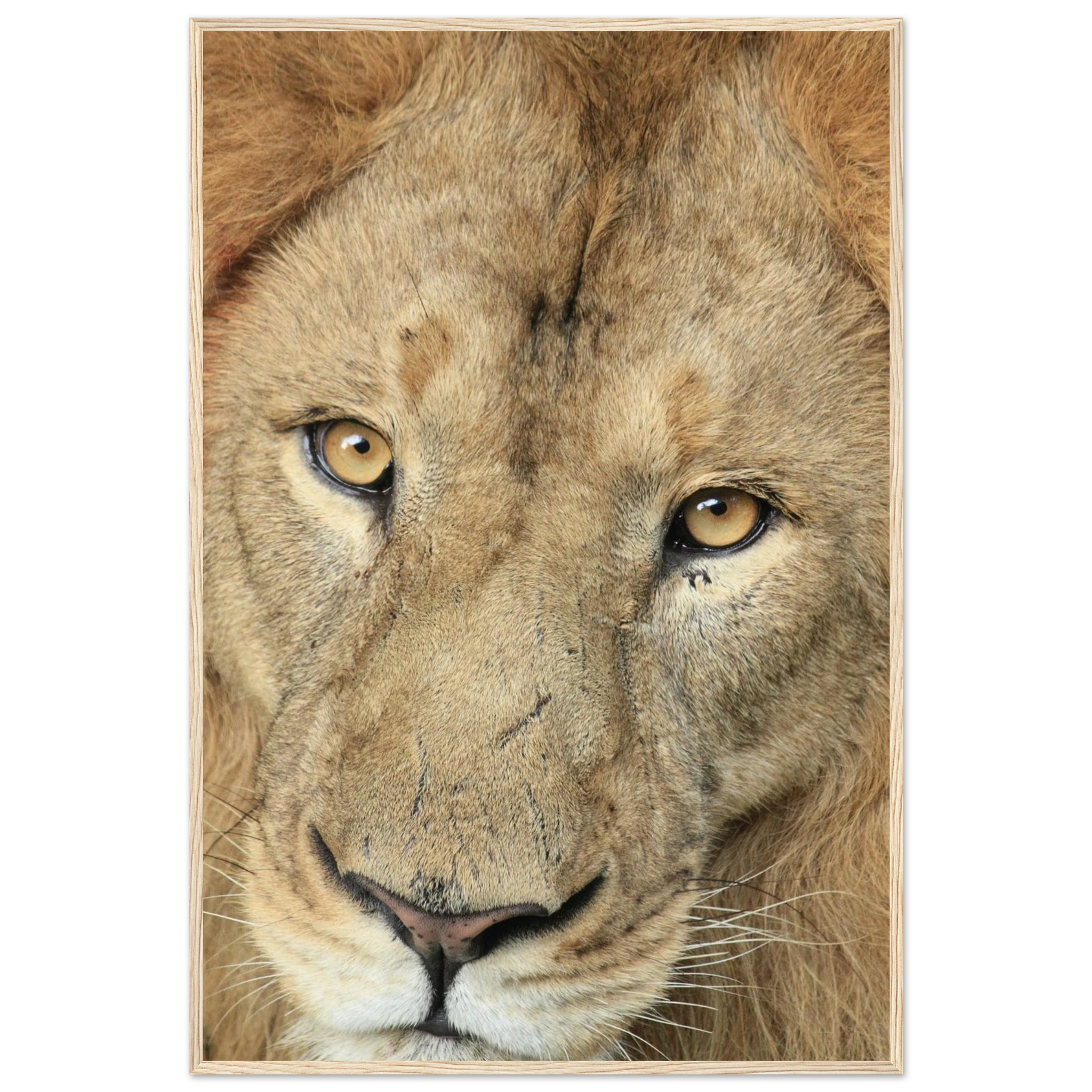 c1884825-c762-42b6-86df-921a83c053d6