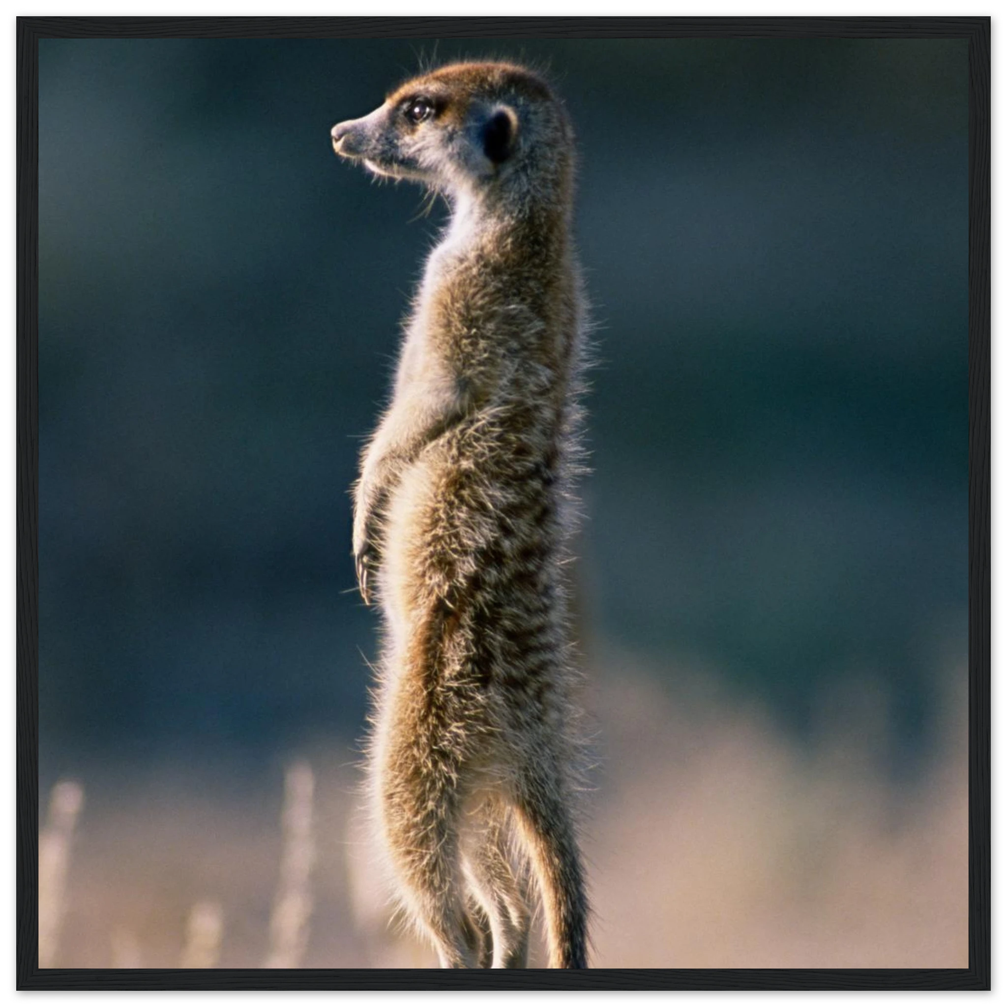 c37d85ca-de22-4ccd-b1be-9f7a3445f399