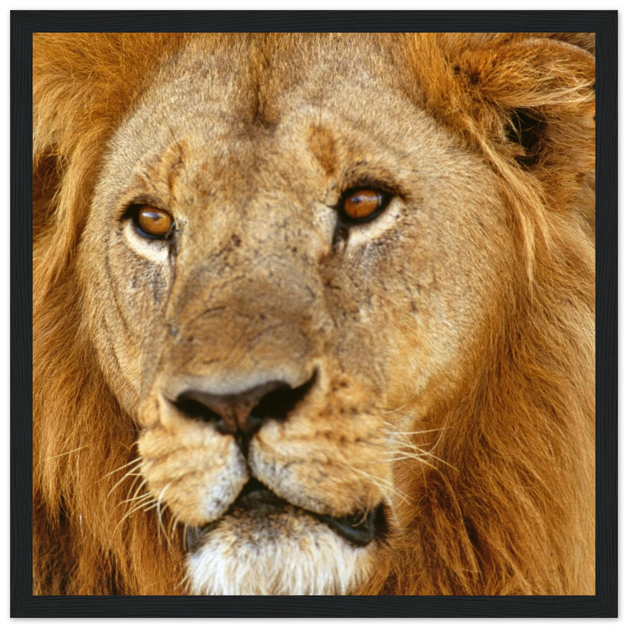 c3c37f4e-7c18-4761-8b15-332e159aadc4