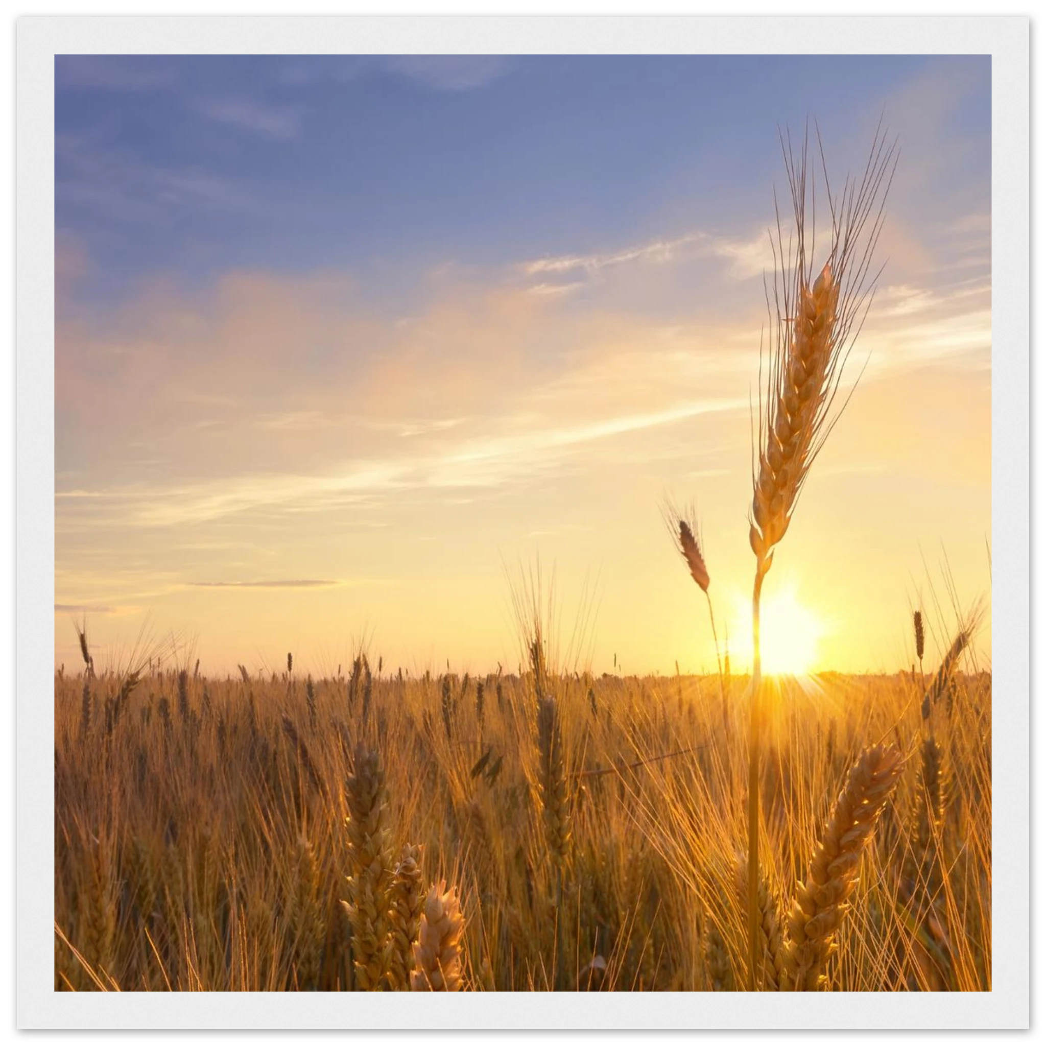 c8155ba6-2f00-4f7e-8513-c0b8351fc808