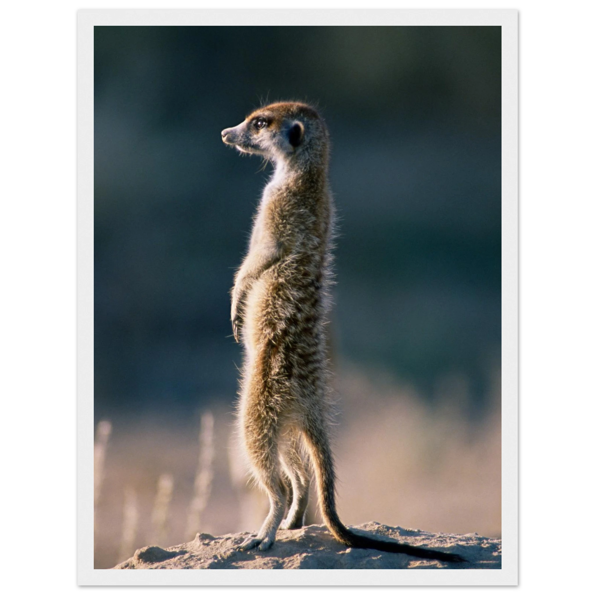 c84f1171-ff24-4d1b-98af-ab31fe19547e