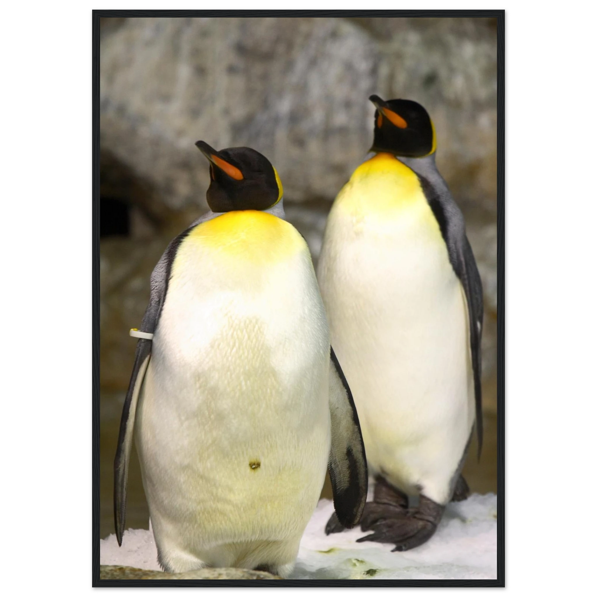 c98d46ba-85a4-4358-9c66-84a293d1a968