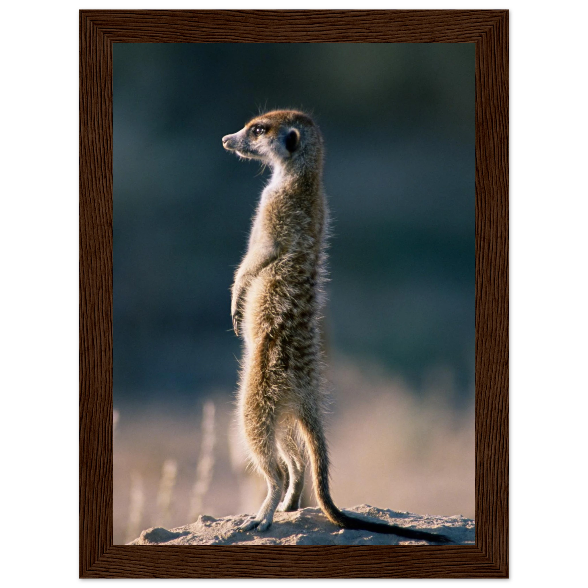 cae83a61-77db-47dd-b987-f78ac74e0f6a