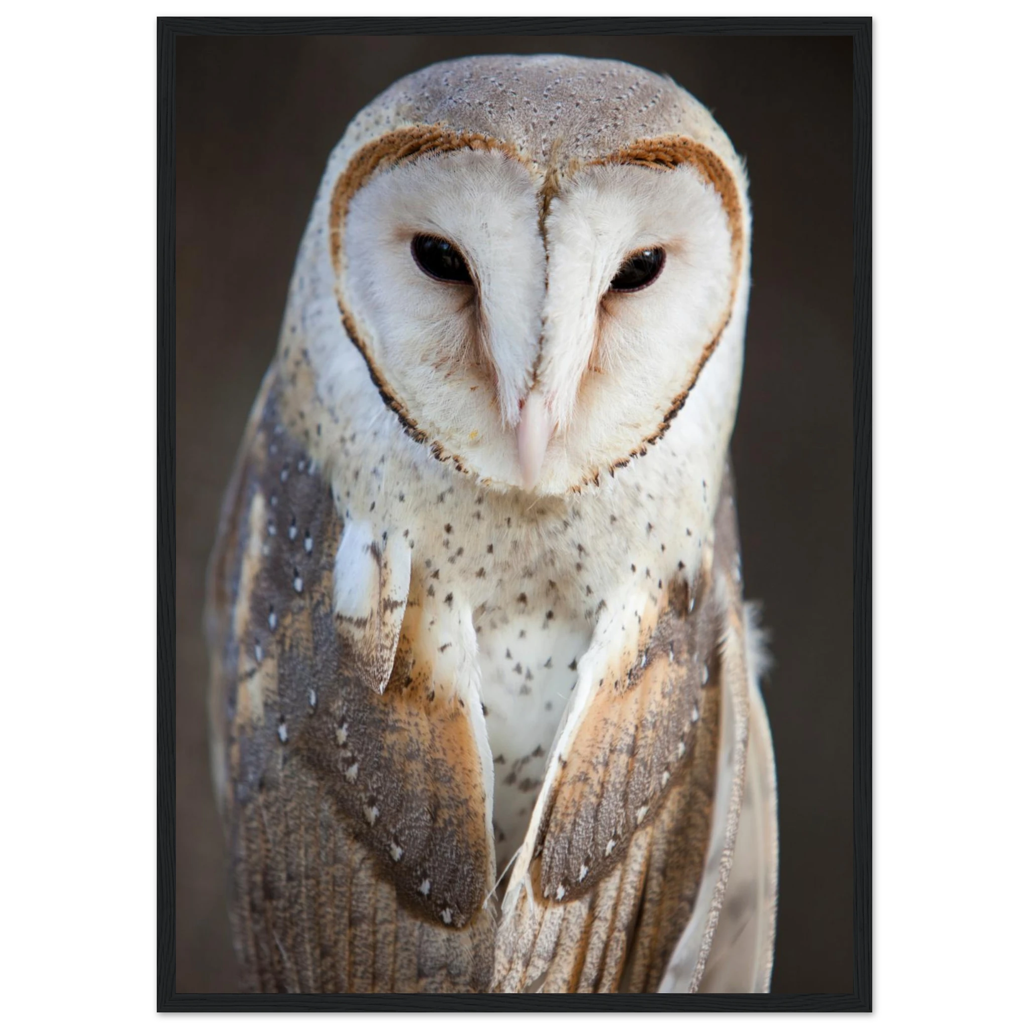 cd03aa95-2854-4b47-8d74-d56aa0d11550