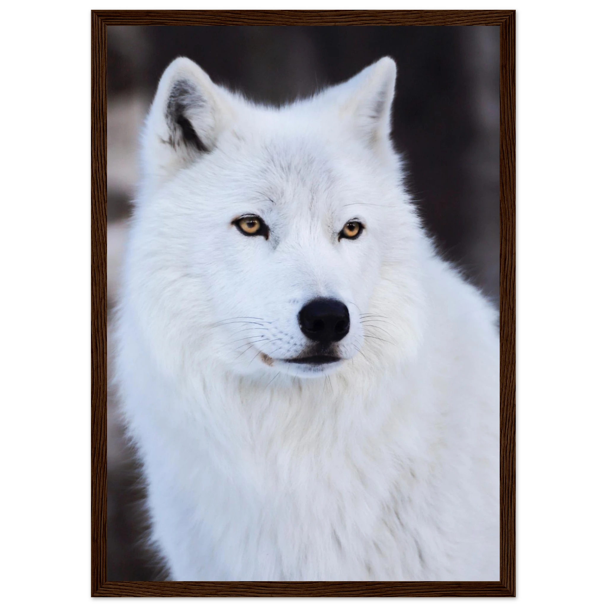 d00996aa-5016-4534-9f6a-b515a3467841