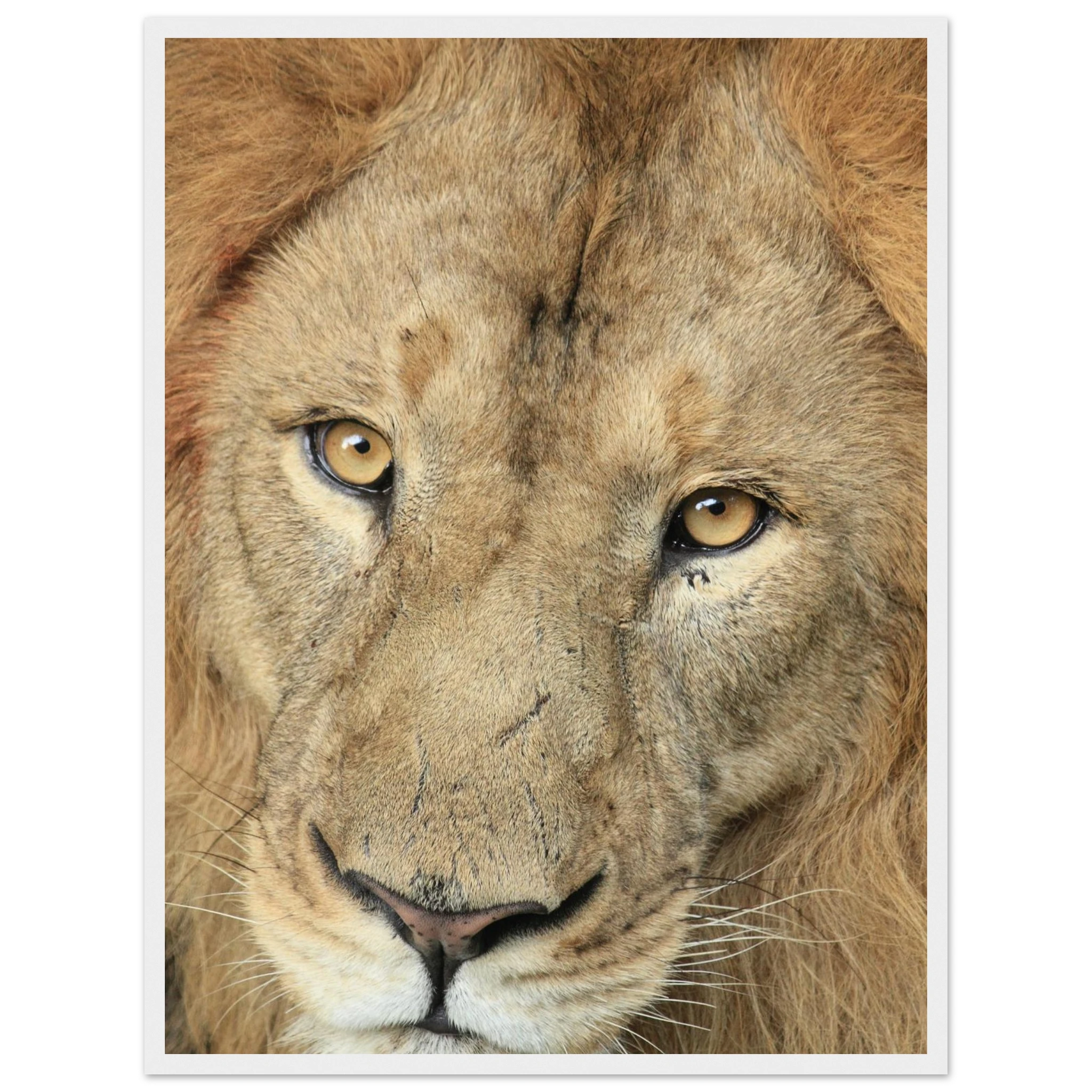 d4312cfc-8d9a-469d-af17-036b355f4fc7