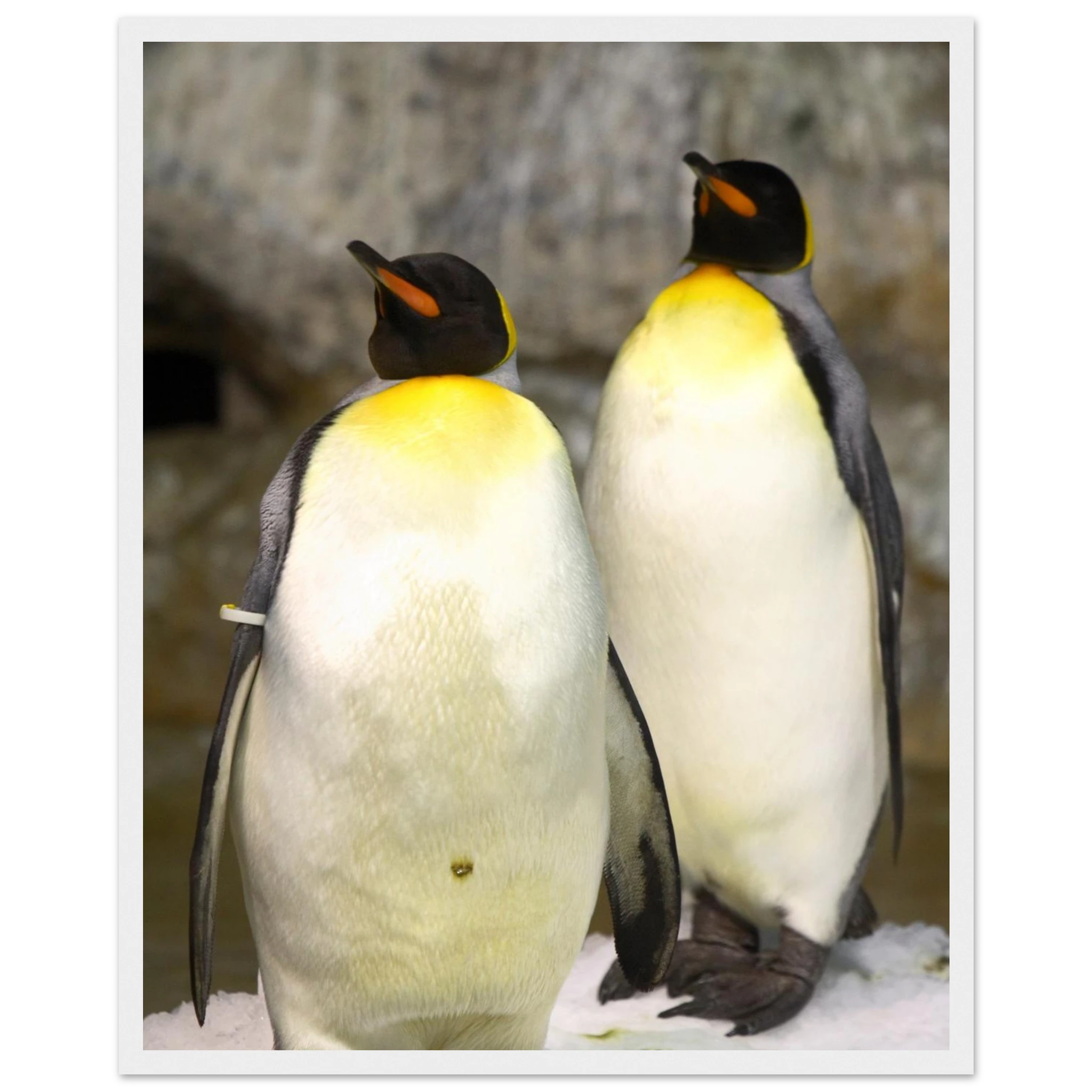 d942aae7-0867-4d65-baee-ea15233d04f8