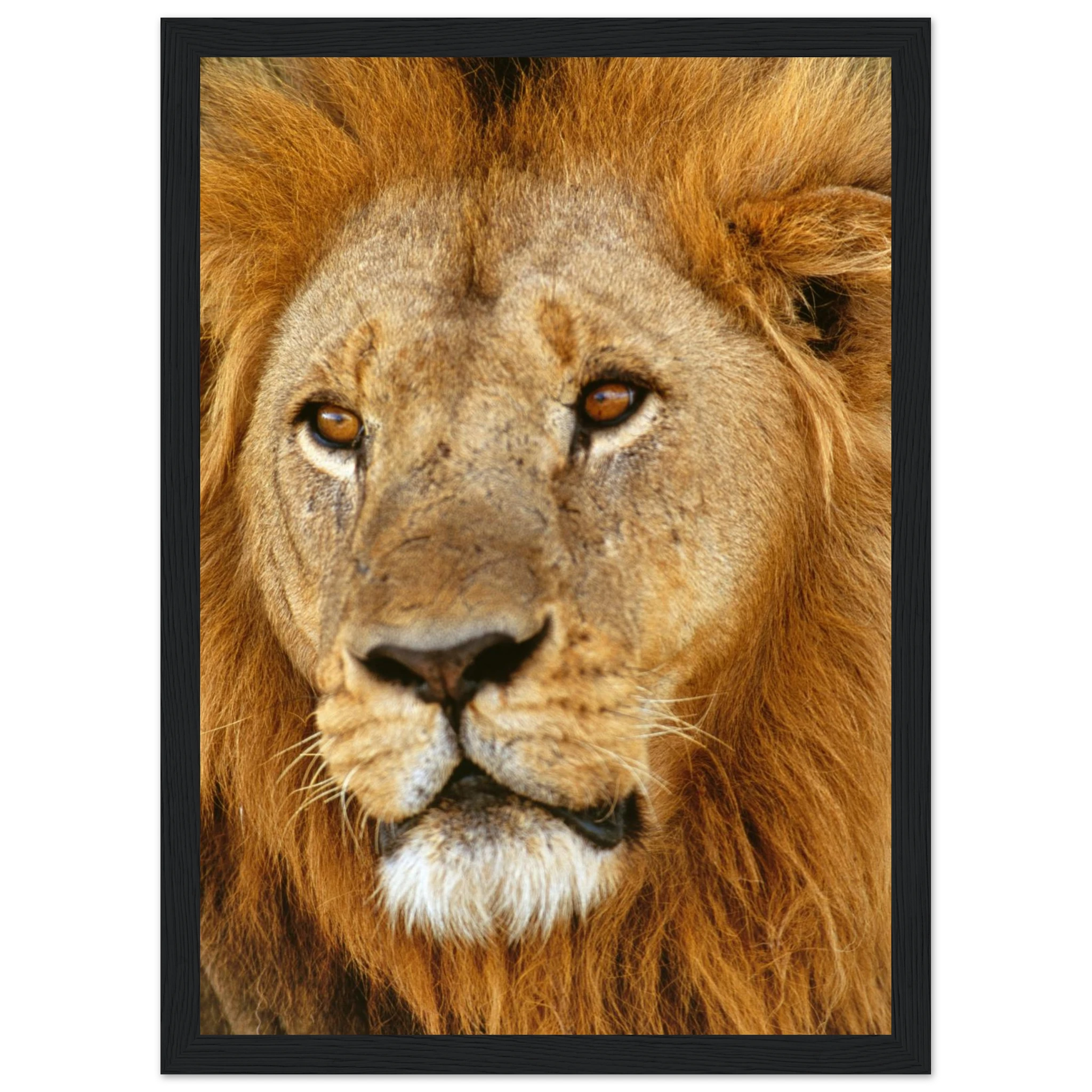 d97c203c-6f43-44fb-8a12-9c31c814209f