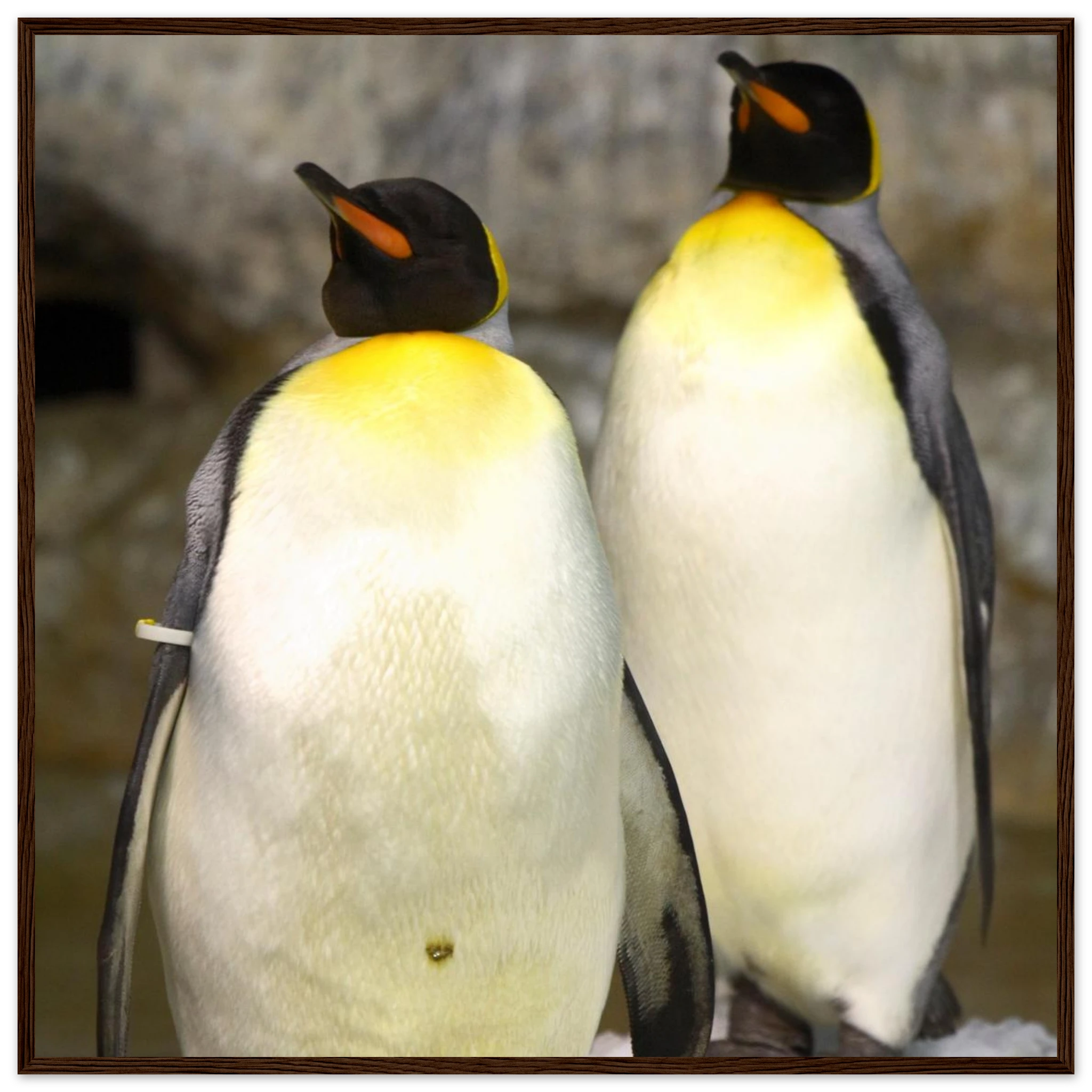 dbb15b15-7ebc-42a9-9e91-e74d917399e0