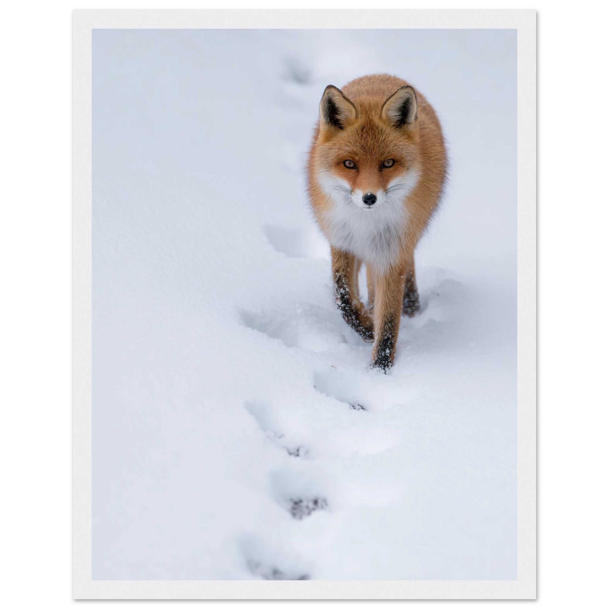 dd4d9700-776a-403c-93fb-468c8a668039