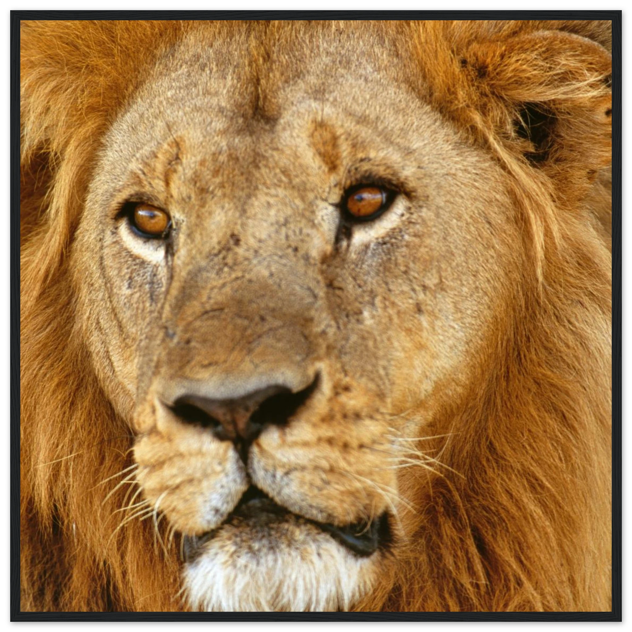 e3f13c38-d399-426b-bb03-f2581a6ca41f