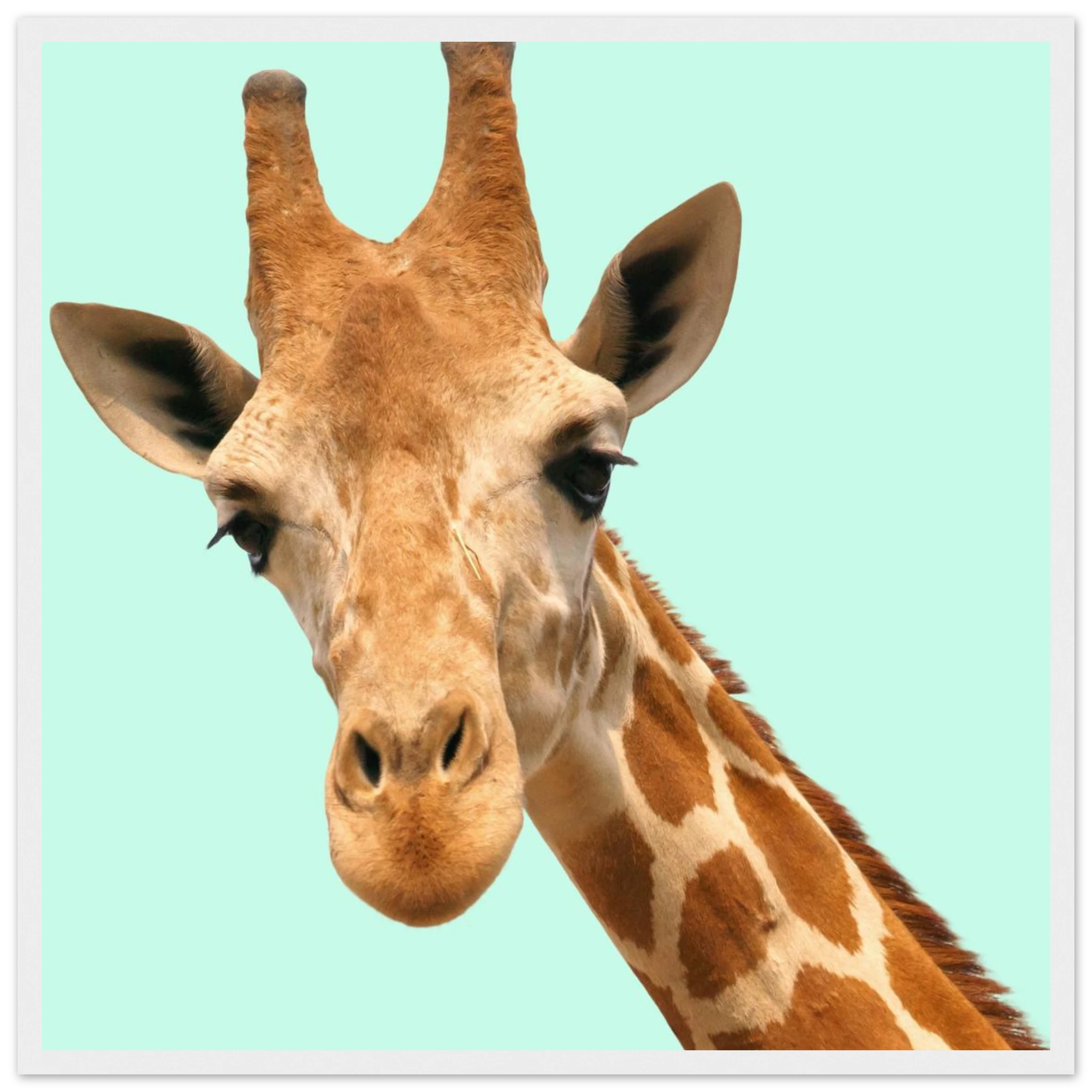 effb94e9-93e1-4ef2-adae-f254fcce5e50