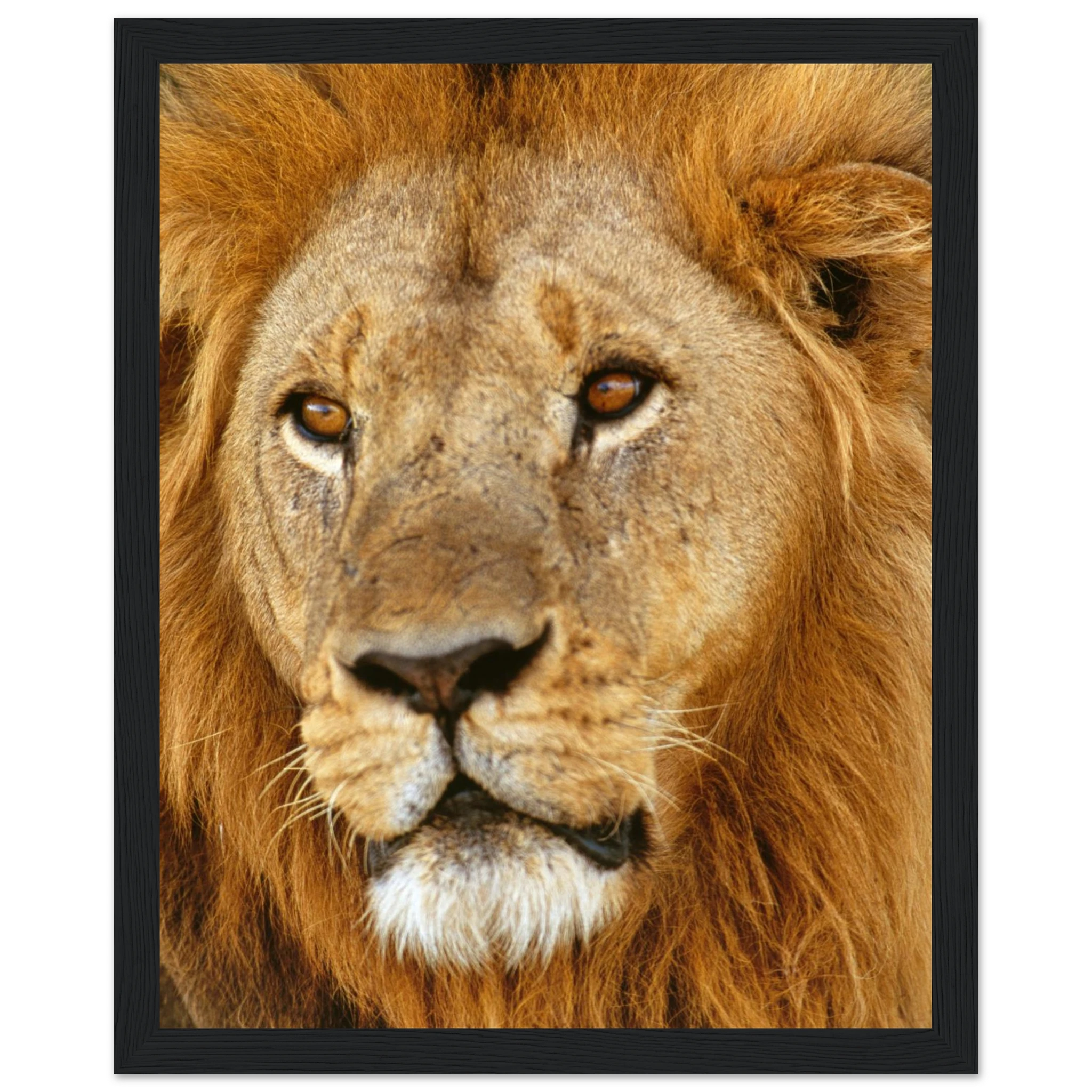 f5ae539e-e456-485c-81d8-7c1c6b8896e5