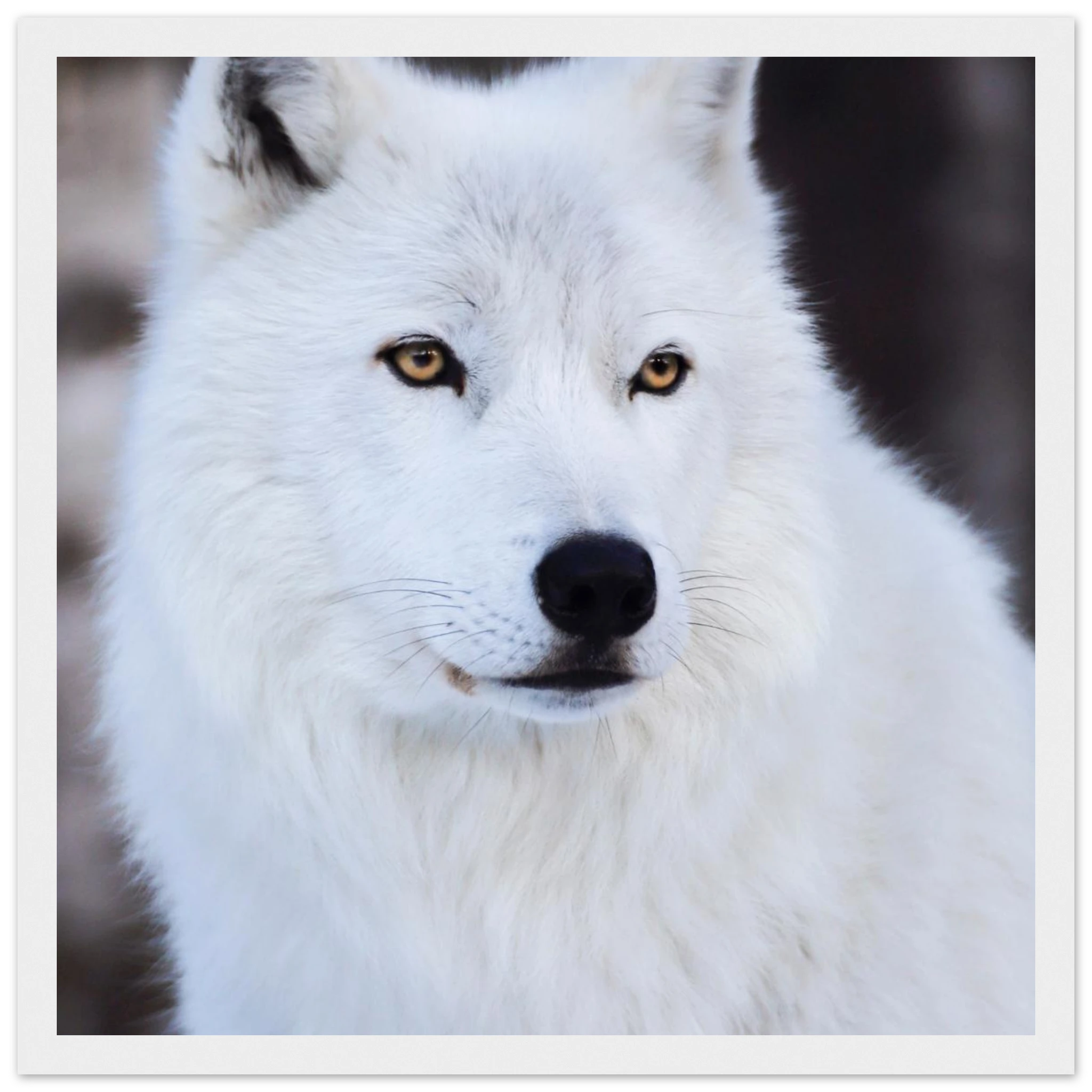 f6861eb4-d6a1-4401-88b4-97f5ddf9dd22