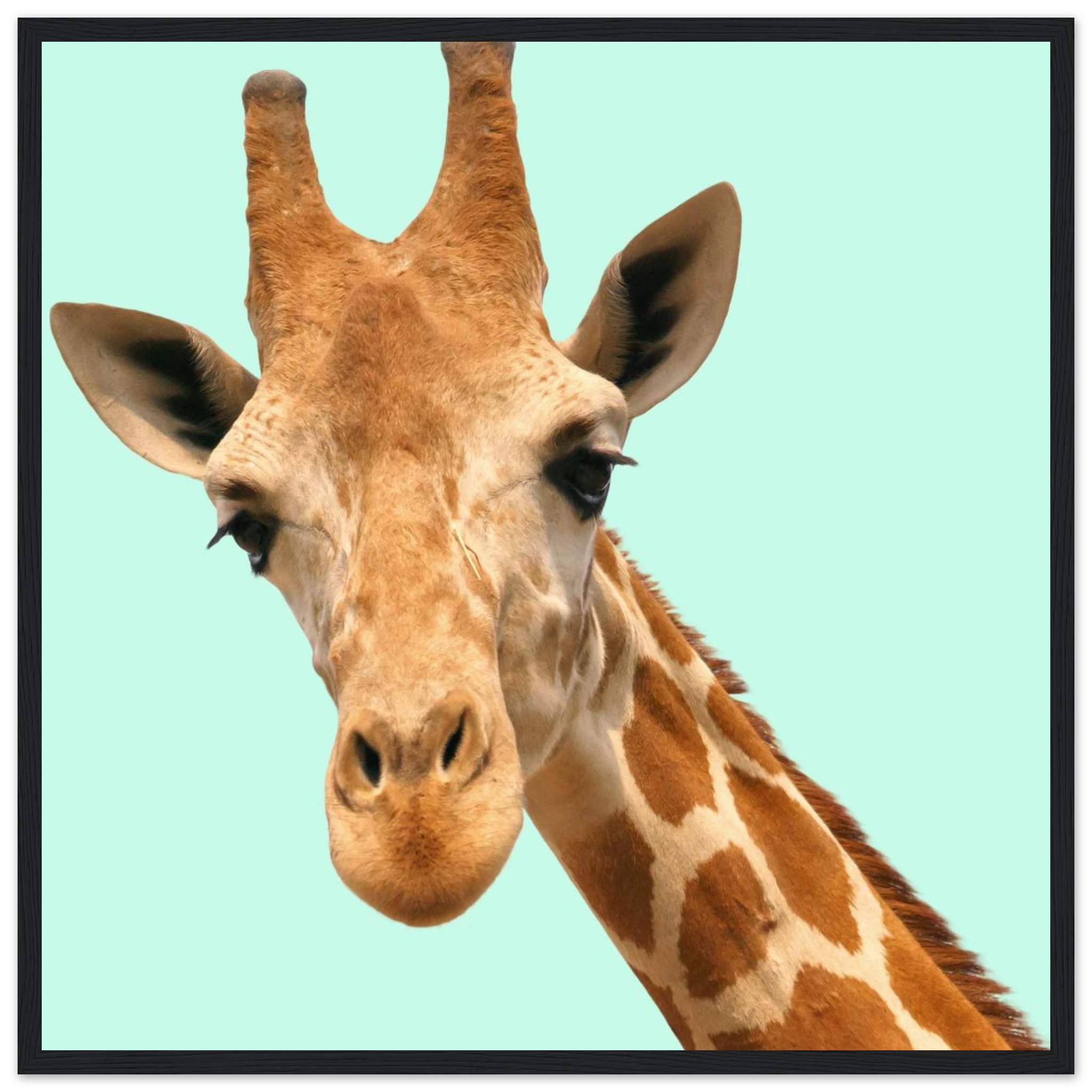 f68b88bc-8a0d-46b3-ba77-0c5ede1e6996