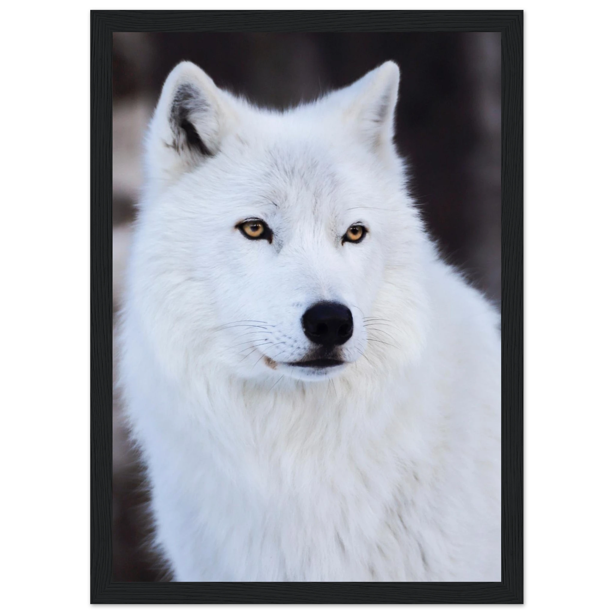 f9c03bc7-b5d6-4709-8aae-bc5ff1925395