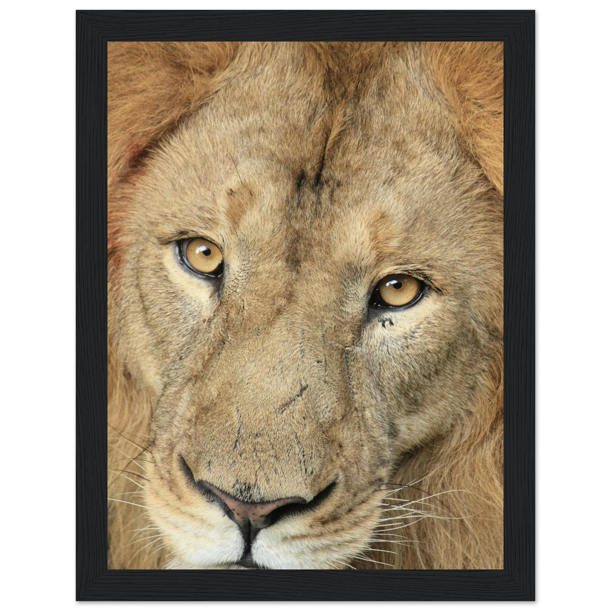 facff0d3-9f49-47af-a4e9-d2074f3d5249